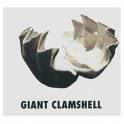 clamshell.jpg