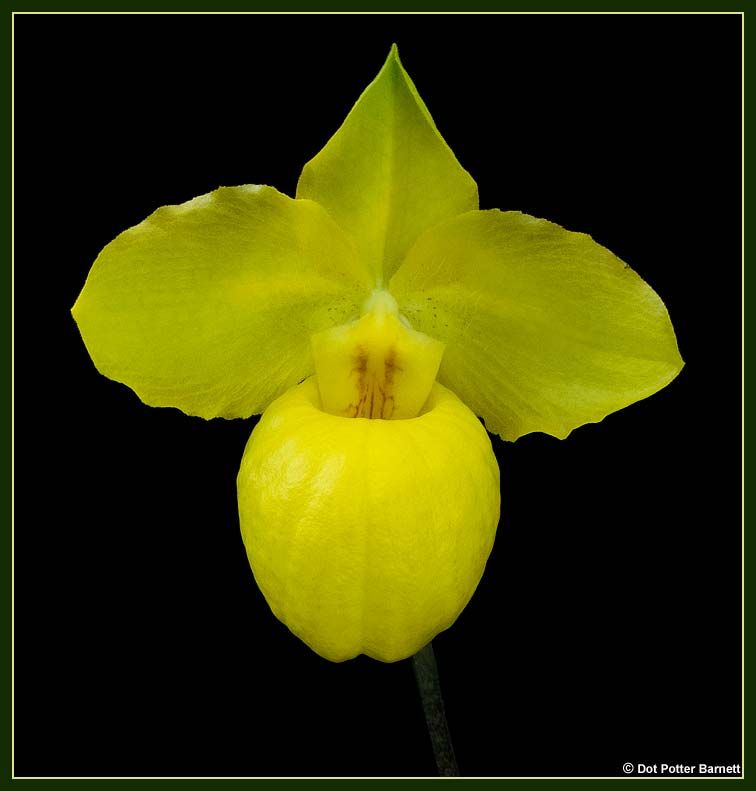 Paph_armeniacum-2012.jpg