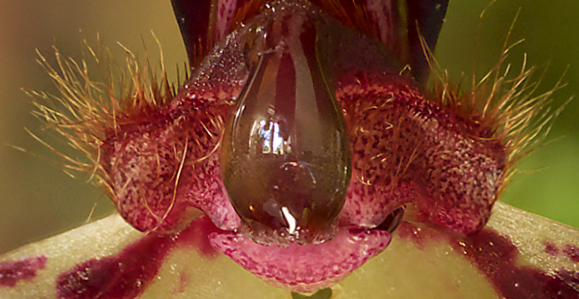 Bulbophyllum%20lasiochilum%2007.jpg