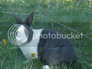 bunnies029.jpg