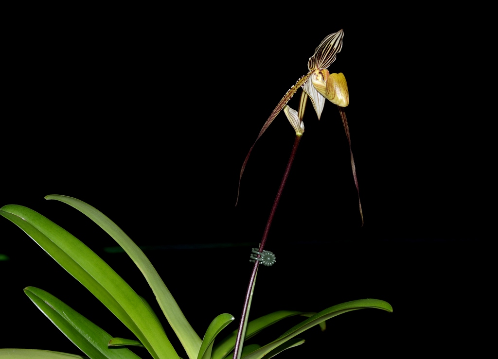 paph_st_swithin2.jpg