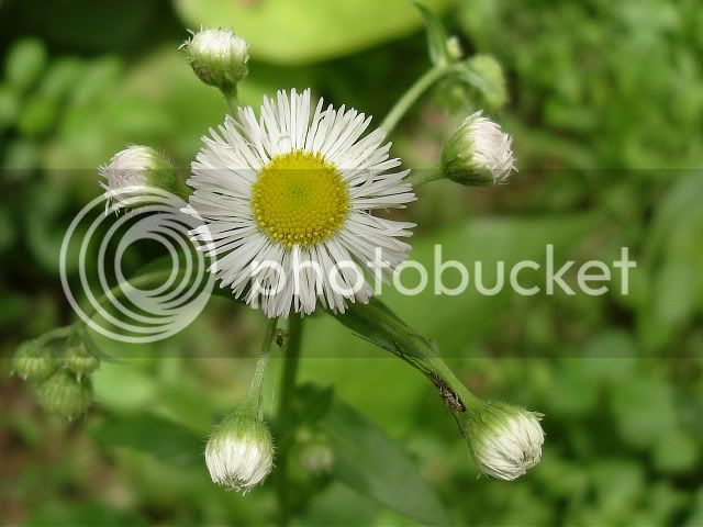 DaisyFleabane.jpg