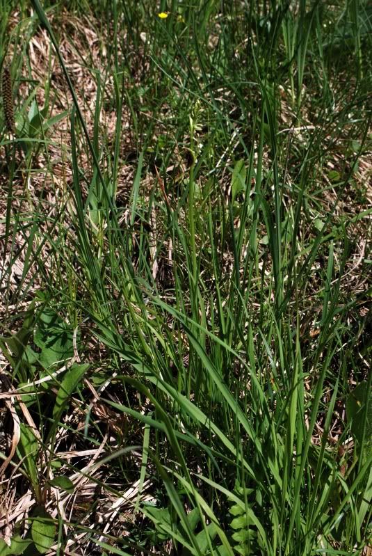 Ophrysinsectifera2bNiederhauserTal2.jpg