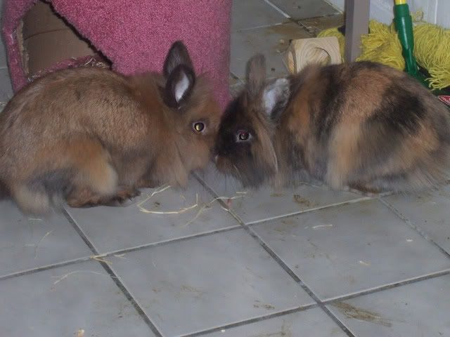 June2005bunnies027.jpg