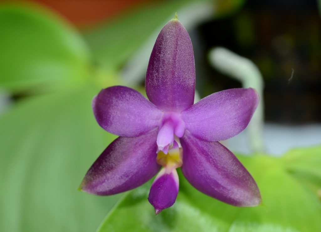 phal_sameraII2.jpg