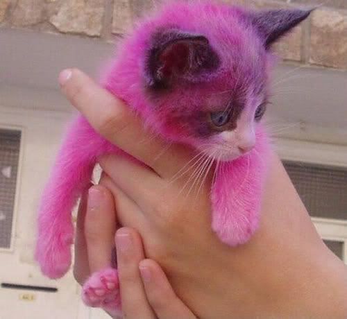 Pink_Kitty_Cat.jpg