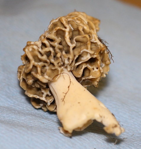 morel3.JPG