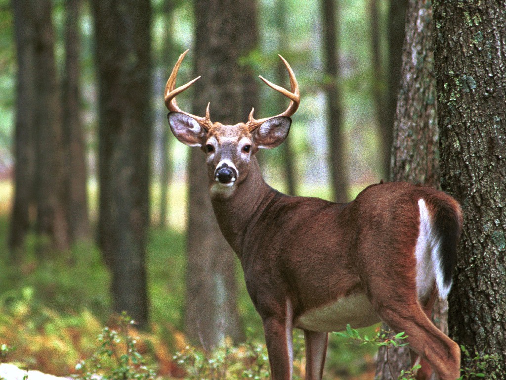 whitetail_buck.jpg