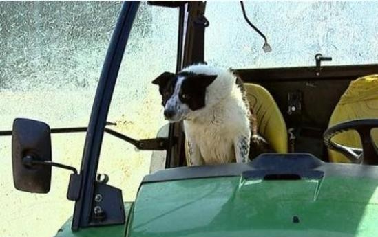 don_sheepdog_drives_tractor_scotland-e1429725401235.jpg