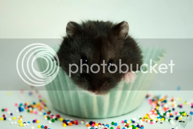 2010_01_03__BM__Hamstercake__1.jpg