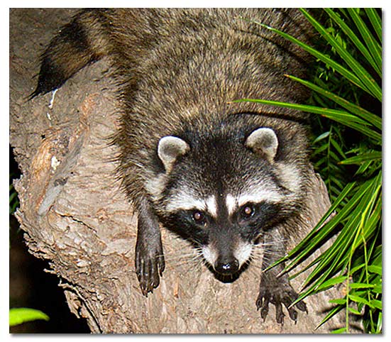 raccoon_5660_121004.jpg