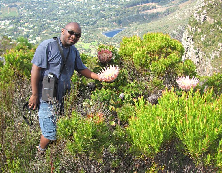 769px-King_Protea_in_Peninsula_Sandstone_Fynbos_-_Table_Mountain_-_Cape_Town_SA.jpg