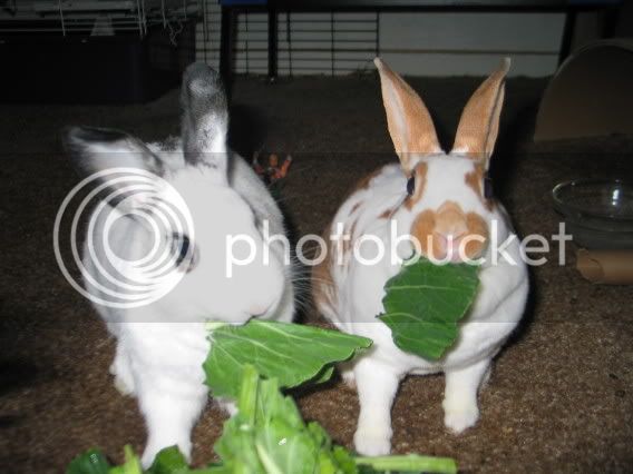 bunnies012.jpg