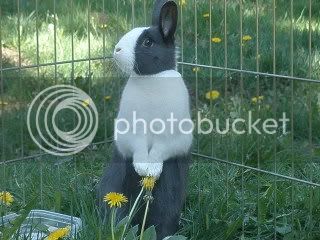 bunnies034.jpg
