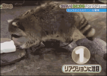 Raccoon-washes-cotton-candy_001.gif