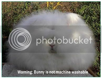 funny-bunny.jpg