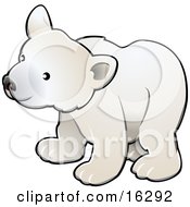 16292_curious_white_arctic_polar_bear_cub_ursus_maritimus.jpg