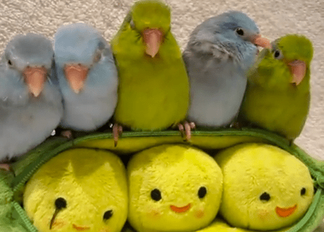 Parrotlets-on-Peapod-toy.png