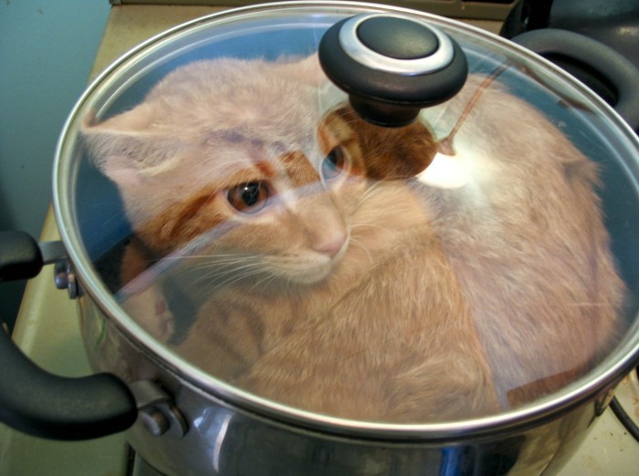 cat-in-pot-on-stove-700x522.jpg