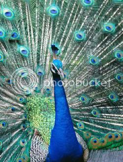 bf782aIndianbluepeacock.jpg