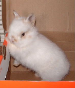 maybenewbunny--5-5-11.jpg