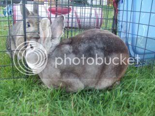 SpringBunnies054.jpg