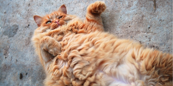 Image result for fat orange cat belly up photos