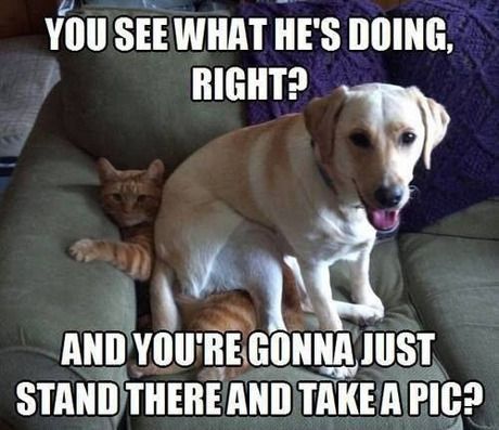 column_you-see-what-he_s-doing-right-and-youre-gonna-just-stand-there-and-take-a-pic-funny-dog-memes_zpsf0848261.jpg