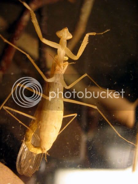 miomantis_paykullii_mating6.jpg