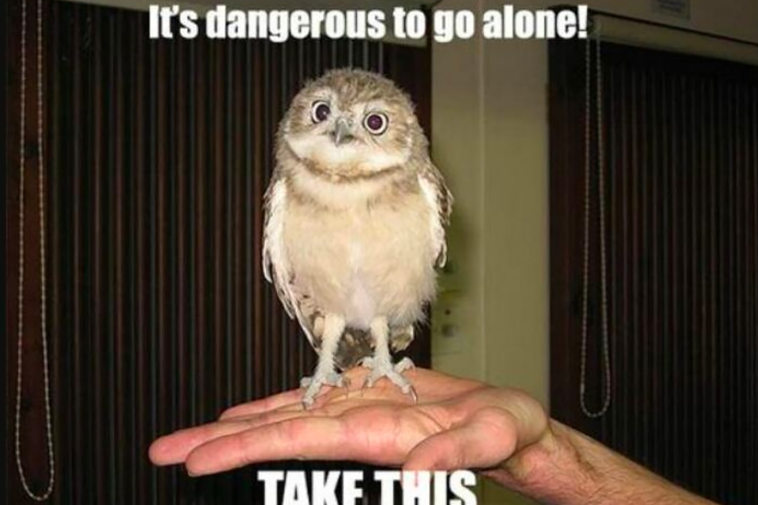owl-memes.jpg