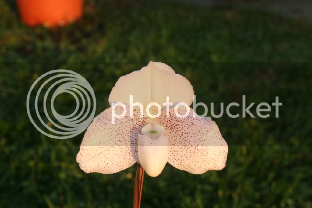 orchid020.jpg