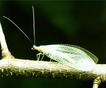 lacewing.jpg