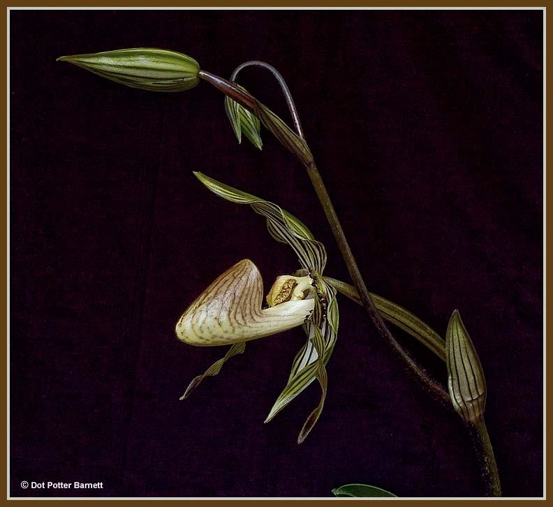 Paph_praestans-side.jpg