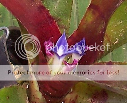 Bromiliadflowers.jpg