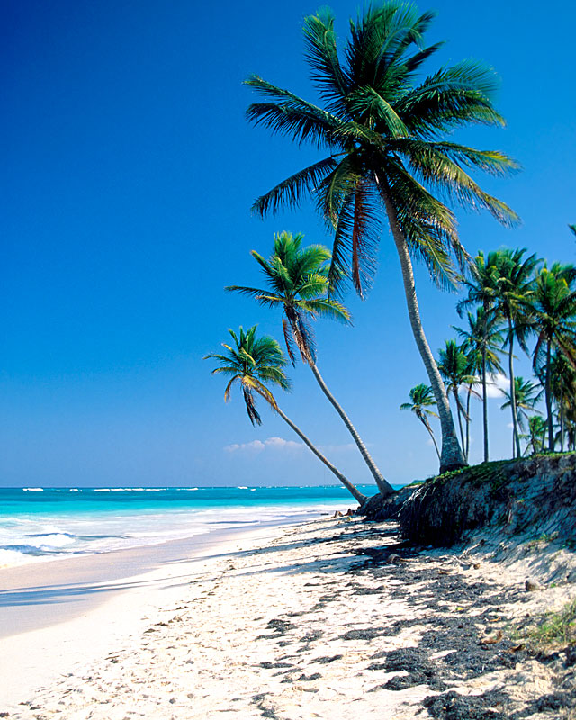 beach+palm+trees+(4).jpg