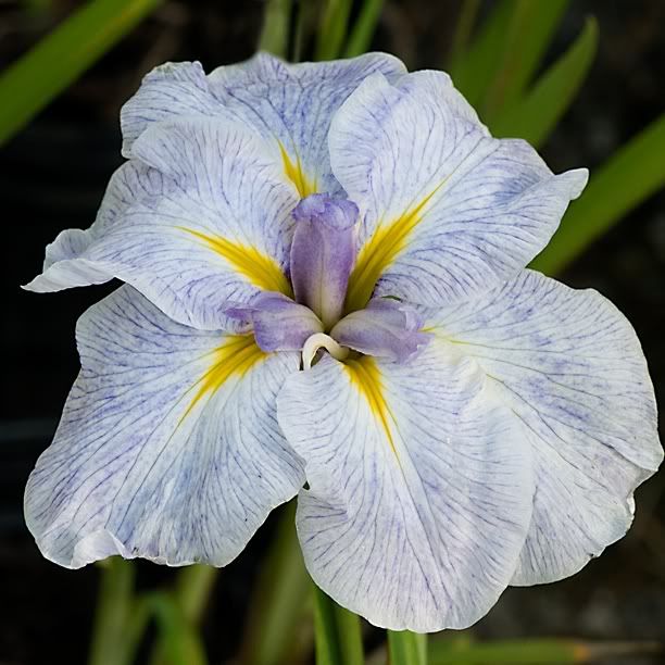 IrisensatEdensPaintbrush.jpg