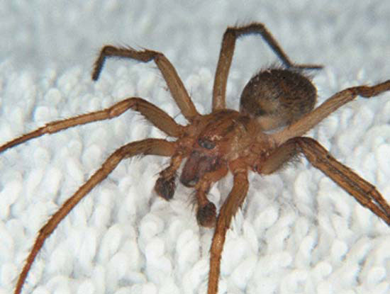 hobo-spider.jpg