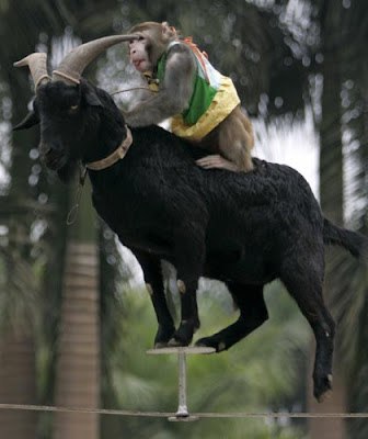 Goat%20and%20monkey%20on%20tightrope.jpg