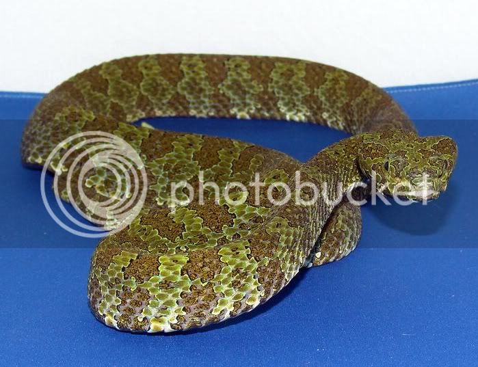 Trimeresurus-mangshanensis-1.jpg