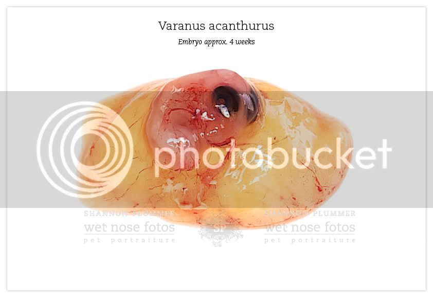Varanus-acanthurus-embryo-shannon-plummer.jpg