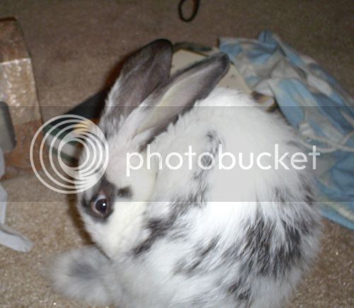 Bunny1.jpg