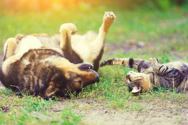 dog-and-cat-best-friends-playing-together-outdoor-lying-on-the-back-picture-id856137194
