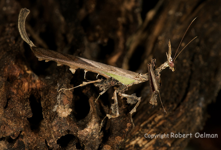 Stenophylla-cornigera-mantis.jpg