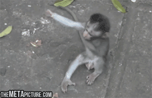Funny-gif-cute-monkey-hug.gif