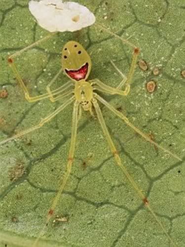 happyfacespiderTheridion_Grallator.jpg