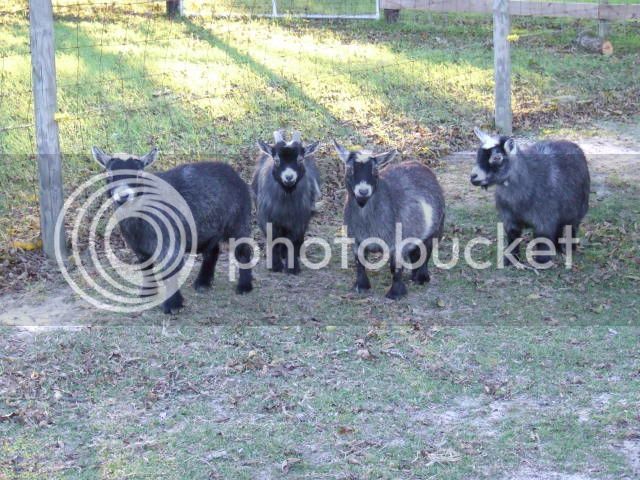 Goats111.jpg