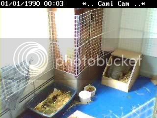 NetCam20071004-114646.jpg