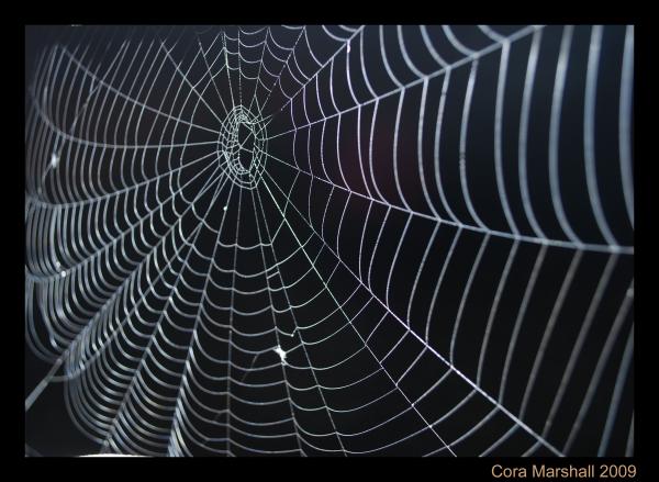 spider-web-cora-marshall.jpg
