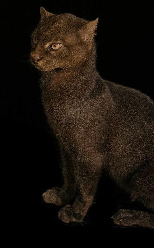 jaguarundi3-JPG.jpg