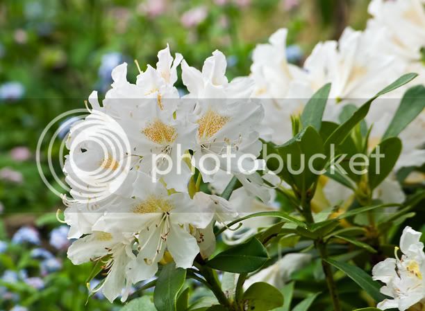 RhododendronCunninghamWhite_web.jpg